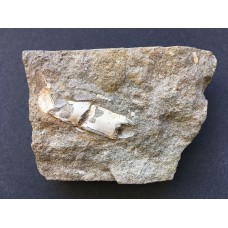 Protocallianassa antiqua